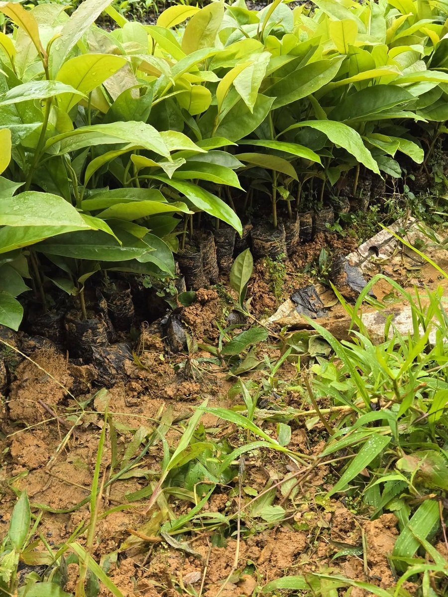 Cây Keo giống