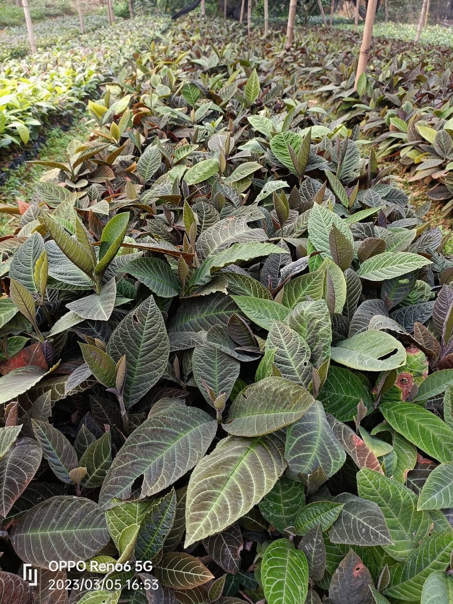 Cây Quế giống