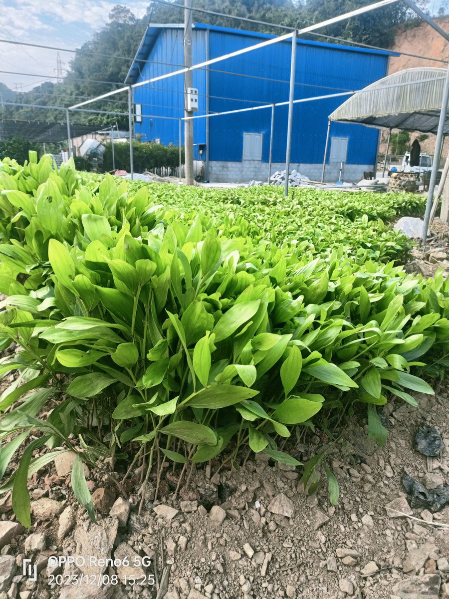 Cây Cam giống