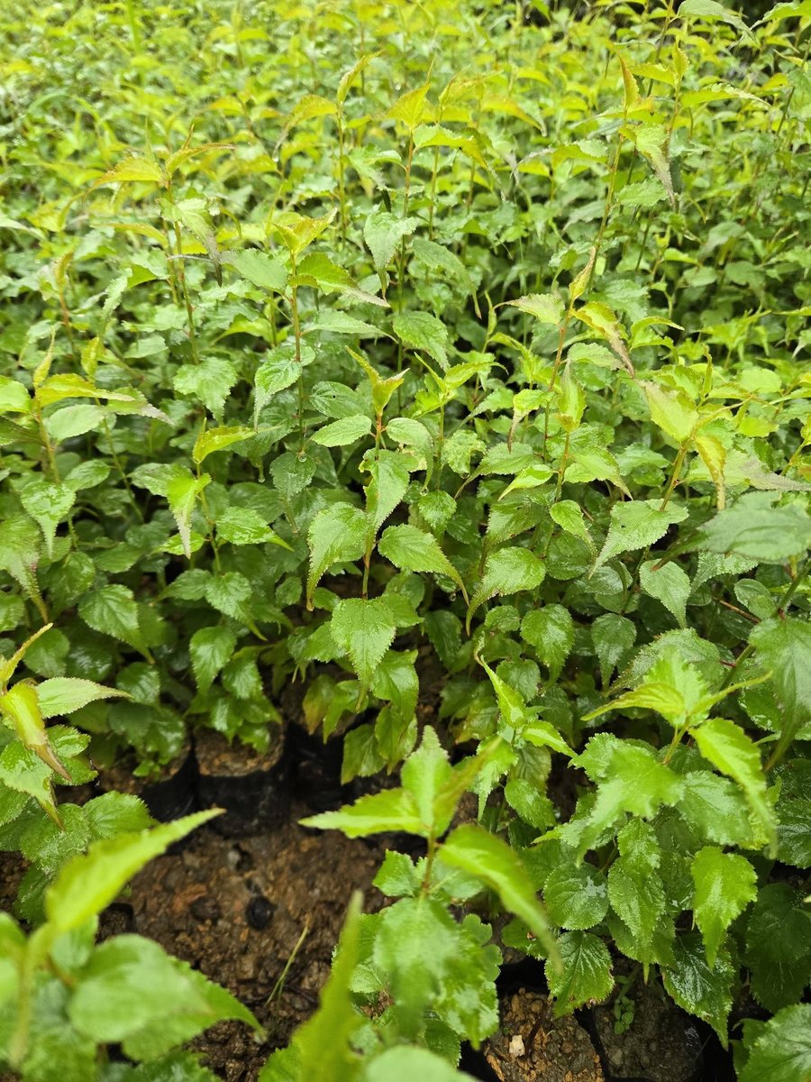 Cây Cà gai leo giống