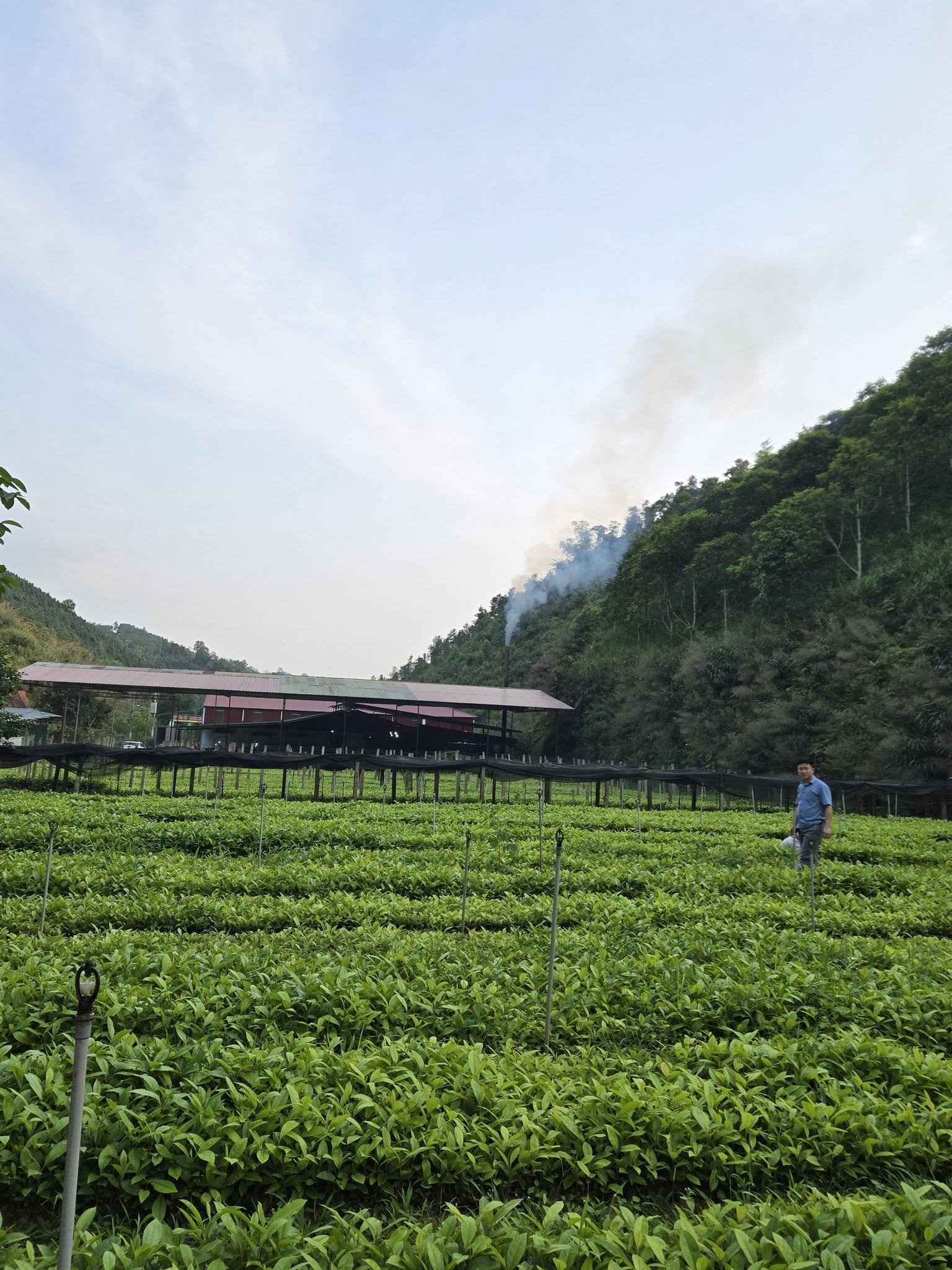 Toàn cảnh vườn ươm Mạnh Minh Nursery
